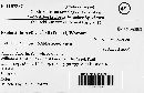 Exobasidium vaccinii image